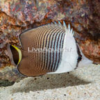Whiteface Butterflyfish (click for more detail)