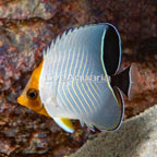 Hooded Butterflyfish [Expert Only] (click for more detail)