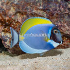 Powder Blue Tang (click for more detail)