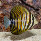 Sailfin Tang, Desjardini (click for more detail)