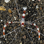 Coral Banded Shrimp  (click for more detail)