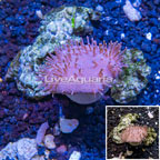 Toadstool Leather Coral Vietnam (click for more detail)