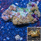 Zoanthus Coral Vietnam (click for more detail)