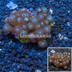 Zoanthus Coral Indonesia (click for more detail)