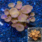 Protopalythoa Coral Indonesia (click for more detail)