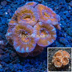 LiveAquaria® Cultured Acan Lord Coral (click for more detail)
