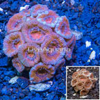 LiveAquaria® Cultured Acan Lord Coral (click for more detail)