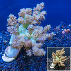 LiveAquaria® Cultured XL Pineapple Tree Coral (click for more detail)