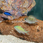 Green Chromis, Blue Reef Chromis and Sunshine Chromis Trio (click for more detail)
