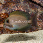 Orange Stripe Bristletooth Tang (click for more detail)