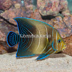 Koran Angelfish (click for more detail)