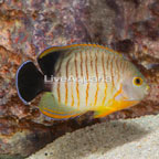 Red Stripe Angelfish (click for more detail)