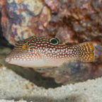 Blue Spotted Toby Puffer (click for more detail)