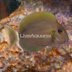 Epaulette Surgeonfish (click for more detail)