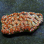 Aussie Lord Coral  (click for more detail)