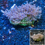 Xenia Coral Vietnam (click for more detail)