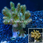 Devil's Hand Leather Coral Vietnam (click for more detail)