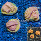 LiveAquaria® Cultured Leptoseris Coral (click for more detail)
