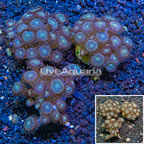 LiveAquaria® Cultured Zoanthus Coral, Three Pack (click for more detail)