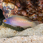 Golden Rhomboidalis Wrasse Female  (click for more detail)