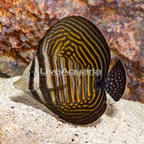 Sailfin Tang, Desjardini (click for more detail)