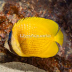 Orange Butterflyfish (click for more detail)