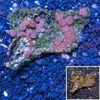 Zoanthus Coral Vietnam (click for more detail)