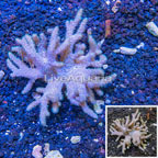 Sinularia Leather Coral Vietnam (click for more detail)