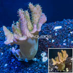 Devil's Hand Leather Coral Indonesia (click for more detail)