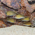 Ternate Damselfish, 5-Lot  (click for more detail)