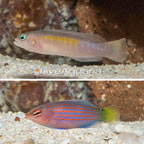 Yellow Breasted Dottyback and Six Line Wrasse, Pair (click for more detail)