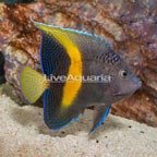 Maculosus Angelfish (click for more detail)