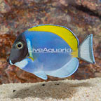 Powder Blue Tang (click for more detail)