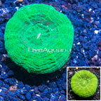 Scolymia Coral Australia (click for more detail)