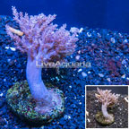Pineapple Tree Coral Indonesia (click for more detail)