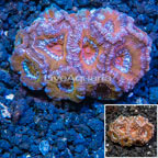 LiveAquaria® Cultured Acan Lord Coral (click for more detail)