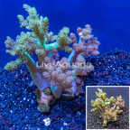LiveAquaria® Cultured XL Pineapple Tree Coral (click for more detail)