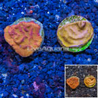 LiveAquaria® Cultured Leptoseris Coral, Two Pack (click for more detail)
