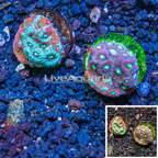 LiveAquaria® Cultured War Coral, Two Pack (click for more detail)