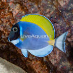 Powder Blue Tang (click for more detail)
