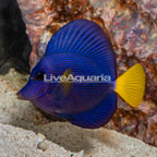 Purple Tang (click for more detail)