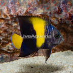 Asfur Angelfish, Transitioning (click for more detail)