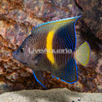 Maculosus Angelfish (click for more detail)