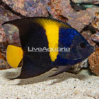 Asfur Angelfish (click for more detail)