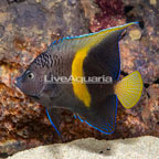 Maculosus Angelfish (click for more detail)