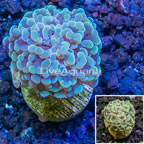 LiveAquaria® Cultured Hammer Coral (click for more detail)