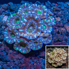 LiveAquaria® Cultured Acan Lord Coral (click for more detail)