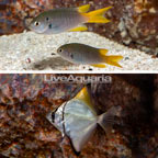 Coral Demoiselle and Silver Mono Trio (click for more detail)