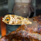 Porcupine Puffer (click for more detail)