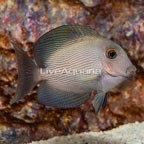 Orange Stripe Bristletooth Tang (click for more detail)